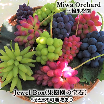 ジュエルボックス 皮ごと食べられる 葡萄 4～5品種 詰合せ 2026年[NO5765-0868]