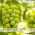 シャインマスカット 2房 (1房700g～800g) ぶどう 2025年[NO5765-0847]