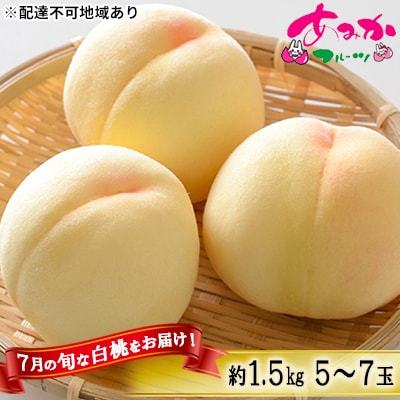 2026年 桃 7月の旬な 白桃 をお届け!約1.5kg 5～7玉 もも[NO5765-0874]