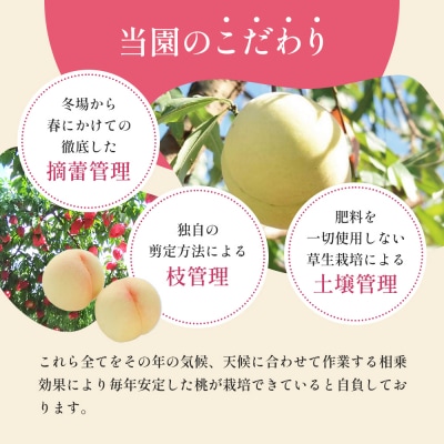 桃 8月の 白桃 約1.5kg 5～7玉 糖度12度以上 2025年[NO5765-0875]