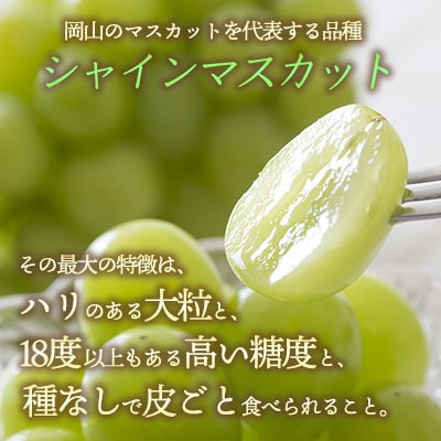 シャインマスカット 大房 2房 約1.5kg 秀品 赤磐市産 2025年 [NO5765-0893]