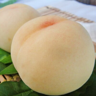 桃 おかやま 夢 白桃 約3.0kg 9～10玉 もも 岡山 2025年[NO5765-0924]