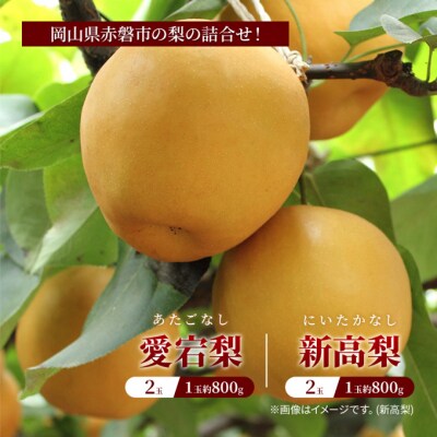 2025年 梨 の詰合せ! 愛宕梨 2玉・新高梨 2玉 合計約3.2kg[NO5765-0976]