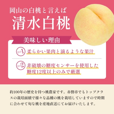 桃 2026年 先行受付 清水 白桃 をお届け!約3.0kg 9～12玉 [NO5765-0988]