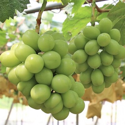 早期受付 シャイン マスカット 1房(650g以上)  桃茂実苑 [NO5765-0993]