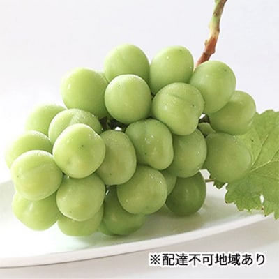 早期受付 シャイン マスカット 2房(1房650g以上) 桃茂実苑 [NO5765-0994]