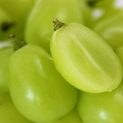 早期受付 シャイン マスカット 1パック(750g以上)  桃茂実苑 [NO5765-0997]