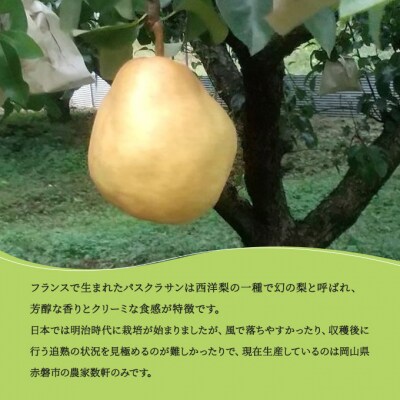 梨 パスクラサン トーストようかん 9箱 セット (1箱×3枚入) 羊羹 [NO5765-0979]