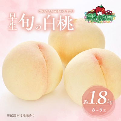 桃 2026年 先行受付 早生の旬の 白桃 約1.8kg 6～9玉 [NO5765-1007]