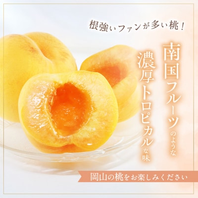桃 2026年 先行受付 晩生の旬の 黄桃 約1.8kg 5～7玉 [NO5765-1008]