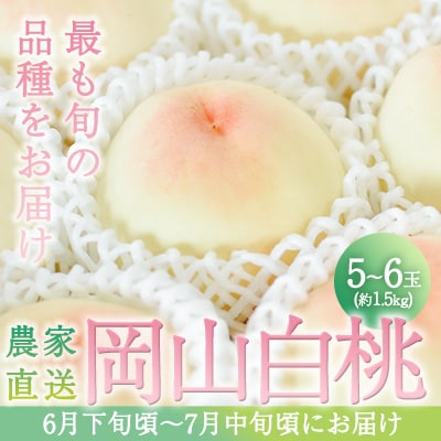 桃 2024年 先行受付 旬 の 白桃 5〜6玉入り 約1.5kg 贈答用[NO5765-1020]