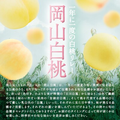 桃 2025年 先行受付 旬 の 白桃 5～6玉入り 約1.5kg 贈答用[NO5765-1020]