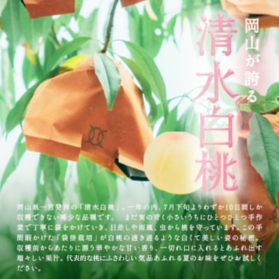 桃 2025年 先行受付 清水 白桃 5～6玉入り(約1.5kg) 贈答用[NO5765-1021]