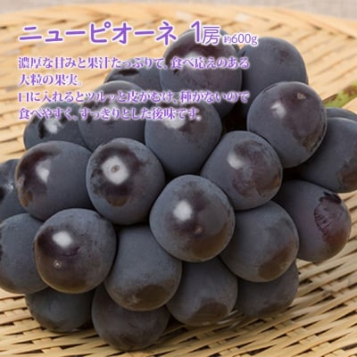 桃 ぶどう 詰合せ 清水 白桃 2玉 ニュー ピオーネ 1房 2025年[NO5765-1034]