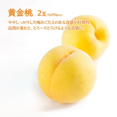 桃 ぶどう 詰合せ 黄金 桃 2玉 シャイン マスカット 1房 [NO5765-1037]