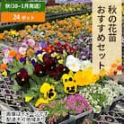 秋 の 花苗 おすすめ セット 24ポット(10～1月発送) [NO5765-1057]
