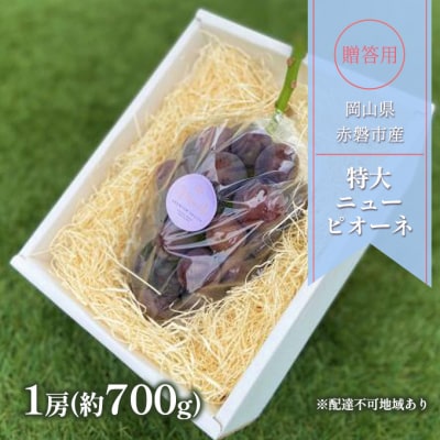 ぶどう 2025年 贈答用 特大 ニューピオーネ 1房(約700g) [NO5765-1061] 