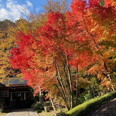 体験チケット 森の小さな「禅」体験 坐禅 お茶席 写経 鍼灸 安禅寺 [NO5765-1094] 