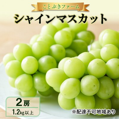 シャインマスカット 満足2房入り 1.2kg以上 岡山県 2025年[NO5765-1129] 