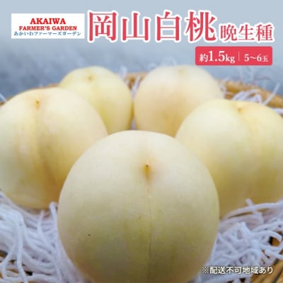 桃 2025年 先行受付 岡山の白桃(晩生種)約1.5kg 5～6玉 [NO5765-1168] 