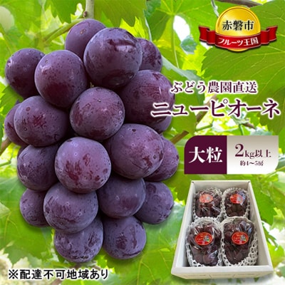 2026年 ぶどう農園直送 朝採れ ニューピオーネ 大粒 2kg以上[NO5765-1173]