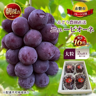 2027年 ぶどう農園直送 朝採れ ニューピオーネ 大粒 2kg以上[NO5765-1173]