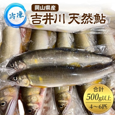 天然鮎 4～6匹 合計500g以上 【8月上旬～9月下旬 発送予定】 冷凍[NO5765-1202]