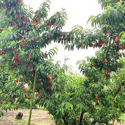 桃 2026年 先行受付 瀬戸の夕波 KU-PP2 約1.2kg 6～8玉[NO5765-1242]