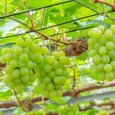 マスカット・オブ・アレキサンドリア 1房 450g以上 ブドウ[NO5765-1279]