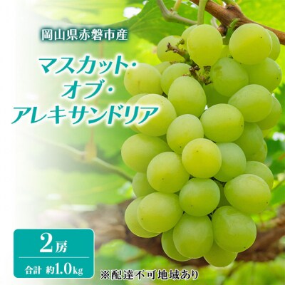 マスカット・オブ・アレキサンドリア 2房 合計 約1kg ブドウ[NO5765-1280]