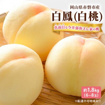 真面目な今井郁弥さん家の桃 白桃 白鳳 約1.8kg 6～8玉 フルーツ[NO5765-1281]