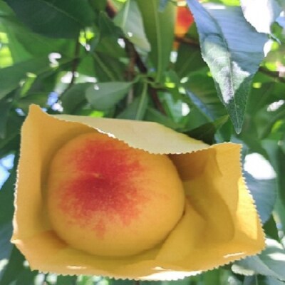 真面目な今井郁弥さん家の桃 白桃 白鳳 約1.8kg 6～8玉 フルーツ[NO5765-1281]