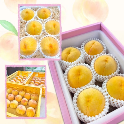 桃 【 贈答品 】 2026年 先行予約 黄金桃 約1.5kg 5～7玉 [NO5765-1341]