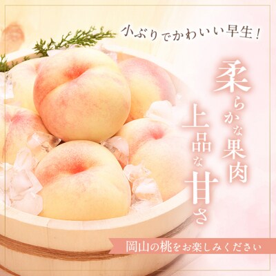 桃 2026年 先行予約 早生の旬の 白桃 約1.5kg 6～9玉 進物用[NO5765-1415]