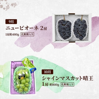 定期便 2026年 先行予約 岡山の人気果物 堪能 4回コース[NO5765-1346]