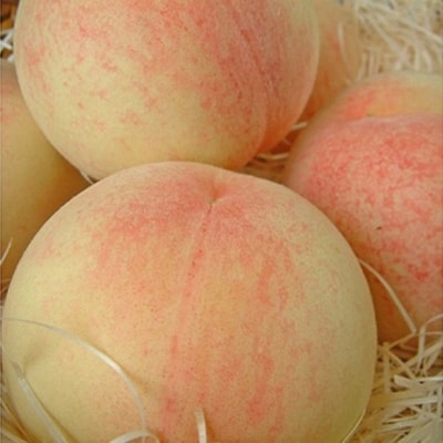 桃 2026年 先行予約 白桃 白鳳 約750g 3玉 [NO5765-1358]