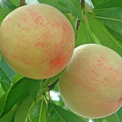 桃 2026年 先行予約 白桃 白鳳 約1.5kg 5～6玉 [NO5765-1359]