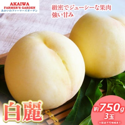 桃 2026年 先行予約 白桃 白麗 約750g 3玉 [NO5765-1361]