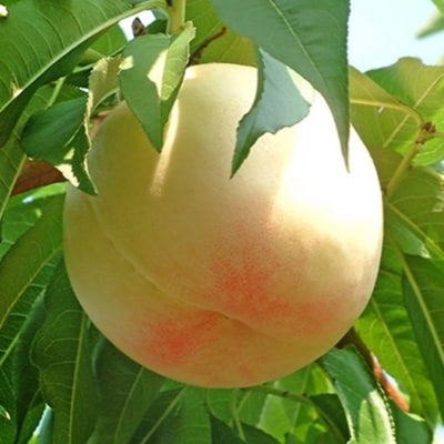 桃 2026年 先行予約 白桃 白麗 約1.5kg 5～6玉 [NO5765-1362]