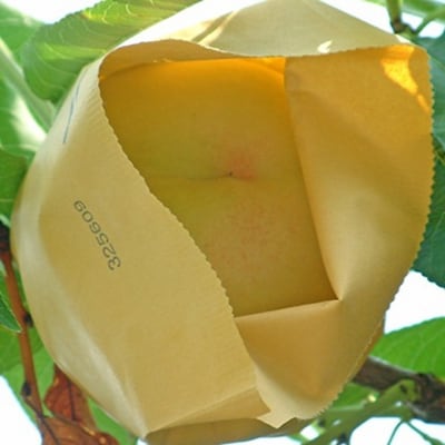 桃 2026年 先行予約 白桃 白麗 約1.5kg 5～6玉 [NO5765-1362]