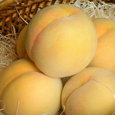 桃 2026年 先行予約 黄金桃 約3.0kg 10～12玉 [NO5765-1366]