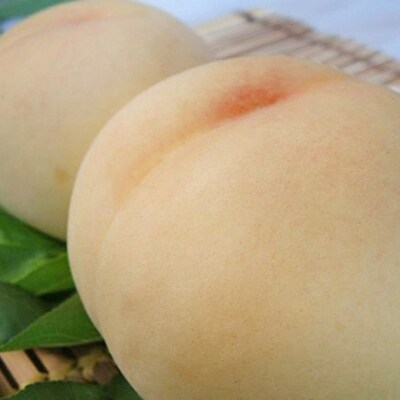 桃 2026年 先行予約 おかやま 夢 白桃 約3.0kg 10～12玉 [NO5765-1369]