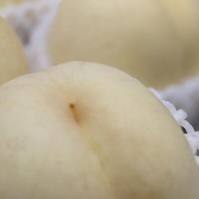 桃 2026年 先行予約 岡山の 白桃 (晩生種) 約1.5kg 5～6玉[NO5765-1371]