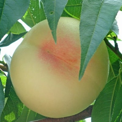 桃 2026年 先行予約 岡山の白桃 (晩生種)約3.0kg 10～12玉[NO5765-1372]