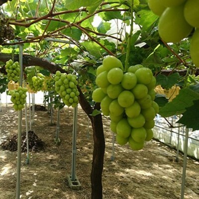 ぶどう 2026年 先行予約 シャインマスカット 700g以上 1房 盛夏[NO5765-1376]