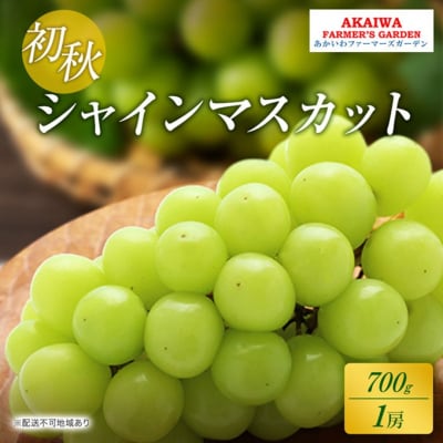 ぶどう 2026年 先行予約 シャインマスカット 約700g 1房 初秋 [NO5765-1379]