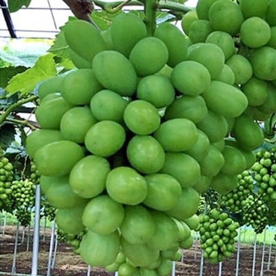 ぶどう 2026年 先行予約 シャインマスカット 約1.5kg 2房 初秋[NO5765-1380]