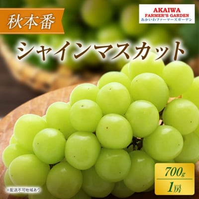 ぶどう 2026年 先行予約 シャインマスカット 約700g 1房 秋本番[NO5765-1382]