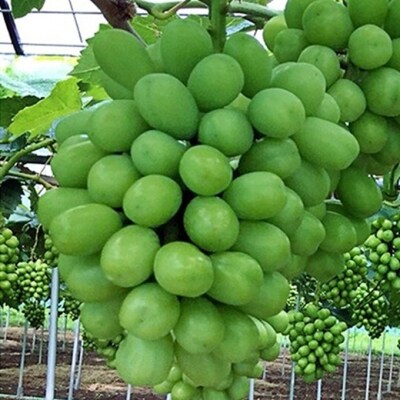 ぶどう 2026年 先行予約 シャインマスカット 約2.0kg3房 秋本番[NO5765-1384]