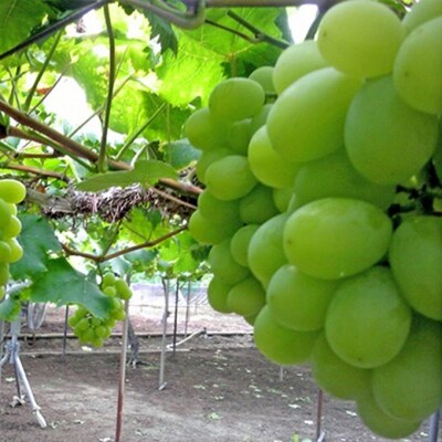 ぶどう 2026年 先行予約 シャインマスカット 約2.0kg3房 秋本番[NO5765-1384]